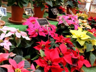 公園だより最新投稿写真