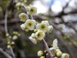 公園だより最新投稿写真