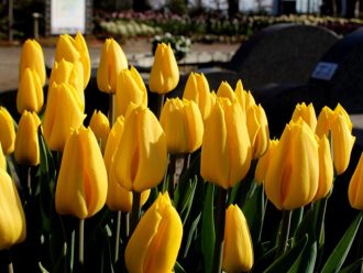 公園だより最新投稿写真