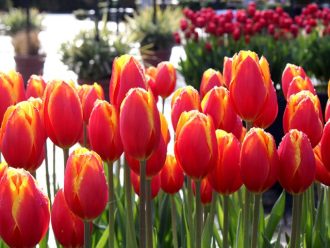 公園だより最新投稿写真