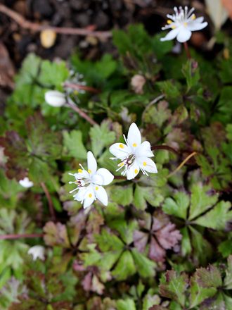 公園だより最新投稿写真