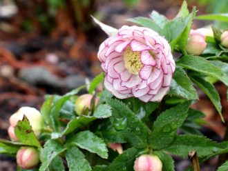 公園だより最新投稿写真