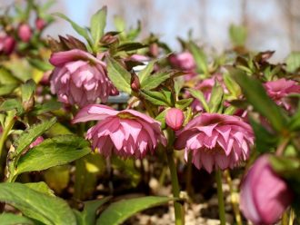 公園だより最新投稿写真