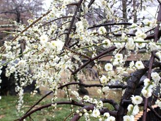 公園だより最新投稿写真