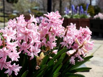 公園だより最新投稿写真