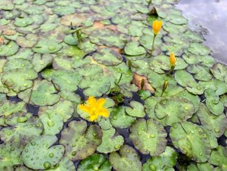 公園だより最新投稿写真