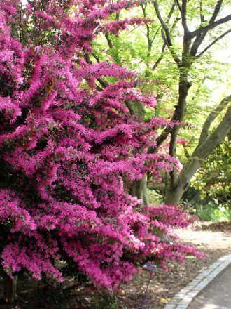 公園だより最新投稿写真