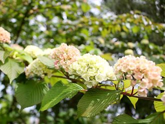 公園だより最新投稿写真