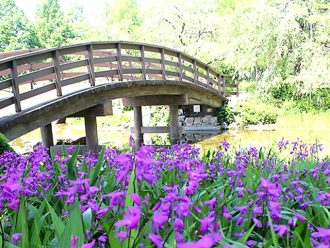 公園だより最新投稿写真