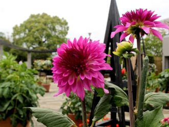 公園だより最新投稿写真