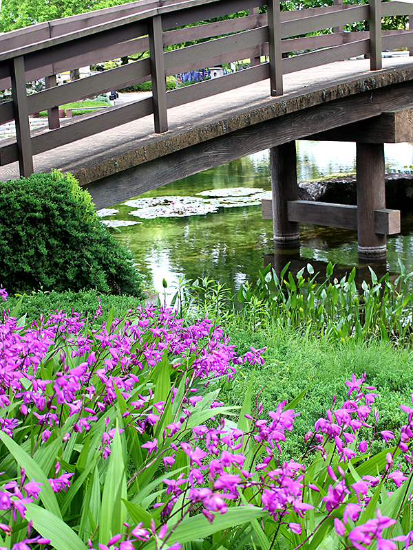 公園だより｜草津市立 水生植物公園みずの森