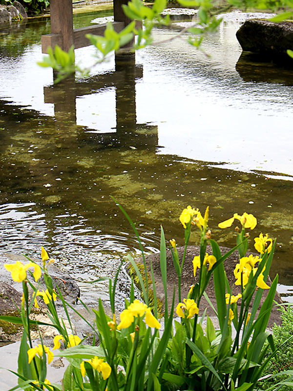 公園だより｜草津市立 水生植物公園みずの森