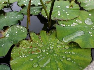 公園だより最新投稿写真