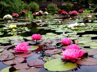 公園だより最新投稿写真
