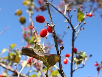 公園だより最新投稿写真