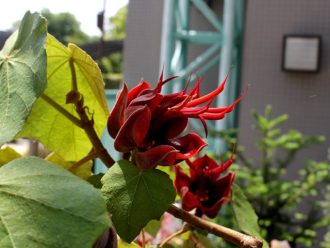 公園だより最新投稿写真