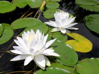 公園だより最新投稿写真