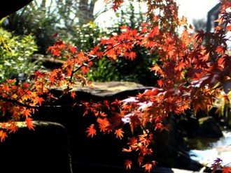 公園だより最新投稿写真