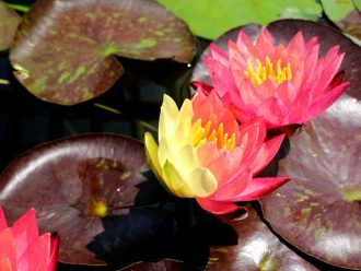 公園だより最新投稿写真