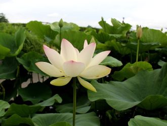 公園だより最新投稿写真