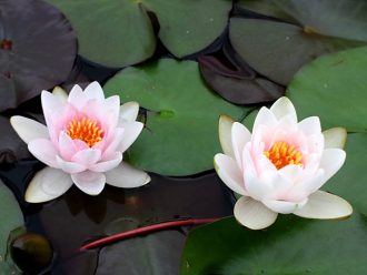 公園だより最新投稿写真