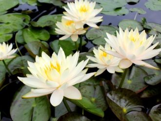 公園だより最新投稿写真