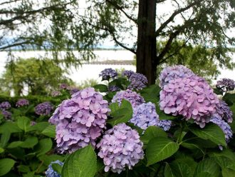 公園だより最新投稿写真
