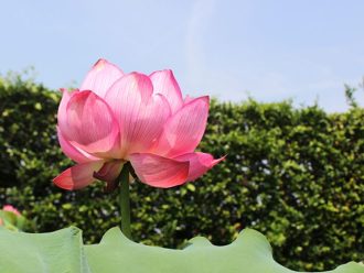 公園だより最新投稿写真
