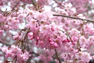 主催イベント:4月のイベント情報の画像