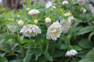 主催イベント：3月のイベント情報の画像