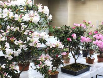 主催イベント:ツツジ・シャクナゲ展の画像