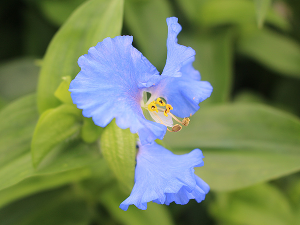 第22回くさつあおばなフェスタ｜イベント情報｜草津市立 水生植物公園