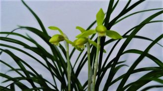 主催イベント：春蘭展の画像