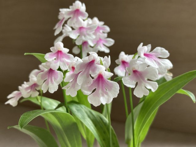 イワチドリ展|イベント情報|草津市立 水生植物公園みずの森 イワチドリ展|イベント情報|草津市立 水生植物公園みずの森