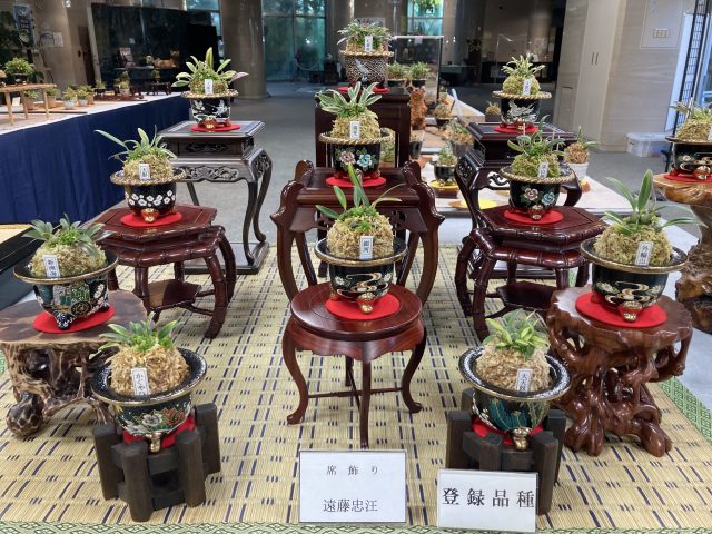 ミヤマムギラン展｜イベント情報｜草津市立 水生植物公園みずの森