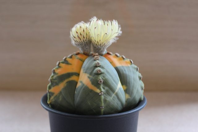 サボテンページ 1 エクステリアリフォーム：サボテンとアガベについて - 一宮市の外構