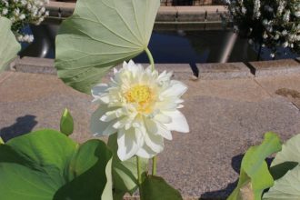 公園だより最新投稿写真