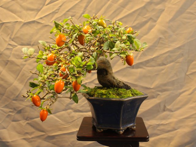 秋麗盆栽展｜イベント情報｜草津市立 水生植物公園みずの森