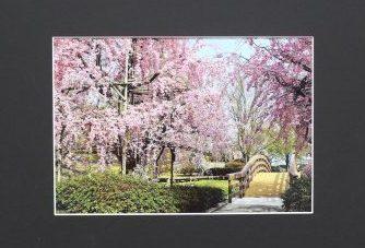 桜写真展のお知らせ｜イベント情報｜草津市立 水生植物公園みずの森