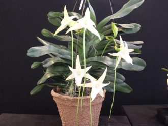 主催イベント：滋賀洋らんフェスタ2026の画像