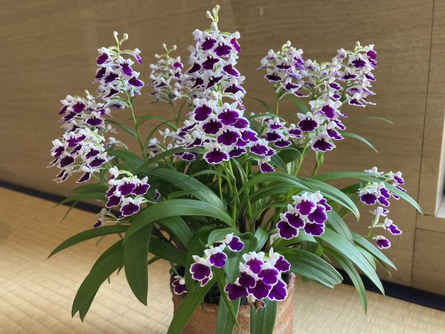 ウチョウラン展｜イベント情報｜草津市立 水生植物公園みずの森