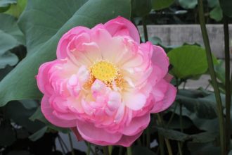 公園だより最新投稿写真