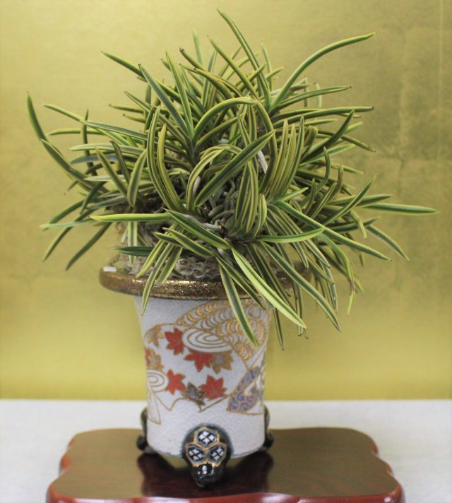 富貴蘭展｜イベント情報｜草津市立 水生植物公園みずの森