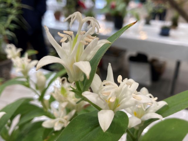 秋の山野草展｜イベント情報｜草津市立 水生植物公園みずの森