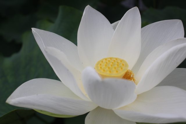 公園だより 草津市立 水生植物公園みずの森 指定管理者 近江鉄道ゆうグループ 公園だより 草津市立 水生植物公園みずの森 指定管理者 近江鉄道ゆうグループ