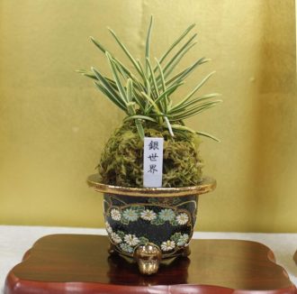主催イベント：富貴蘭展の画像