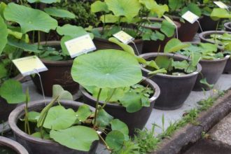 公園だより最新投稿写真