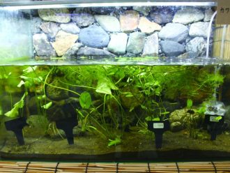 主催イベント：水草展の画像