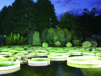 主催イベント：【8/28-30】夜間開園・パラグアイ オニバスのライトアップ！の画像