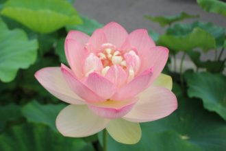 主催イベント：ハス祭り　【7月4日（土）・5日（日）開催】の画像